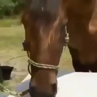 Лошадь играет на пианино
