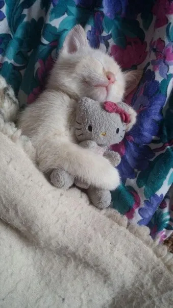 Котёнок обнимает игрушку
