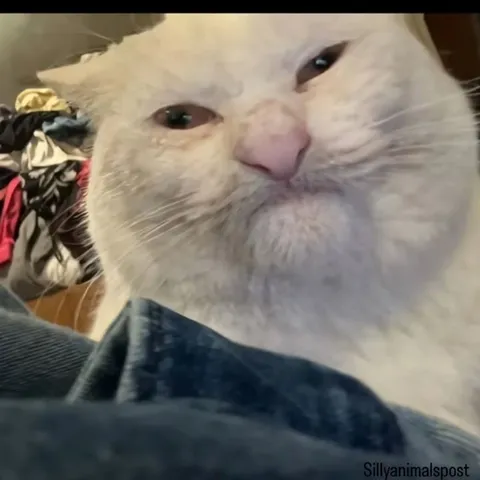 Белый кот с грустным взглядом
