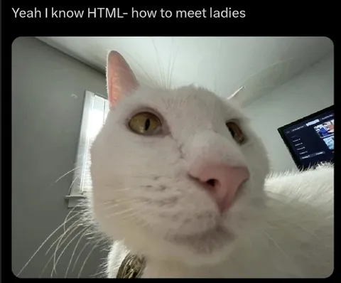 HTML Cat Meets Ladies