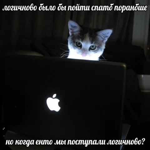 Кот не хочет поступать логично