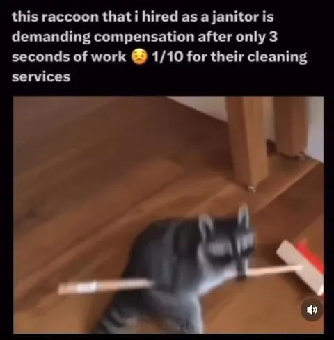Raccoon Janitor Demands Compensation