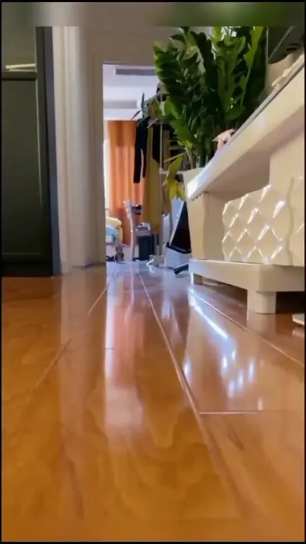 Кот идёт прямо к камере