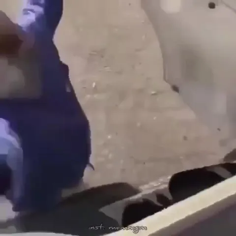 Щенок у машины