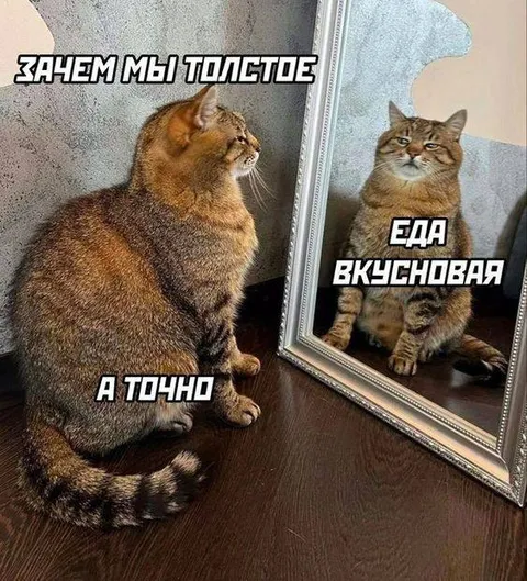 Толстый кот и вкусная еда