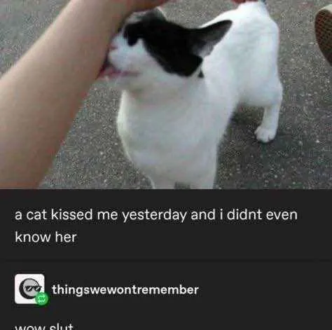 Cat Kissed Me Yesterday