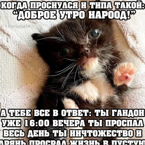 Котёнок проснулся и пожелал доброго утра
