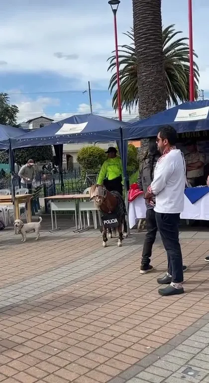 El pony de la policía