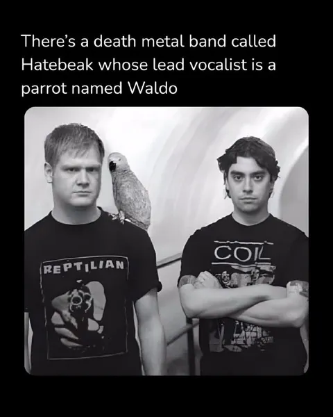 Death Metal Parrot Waldo