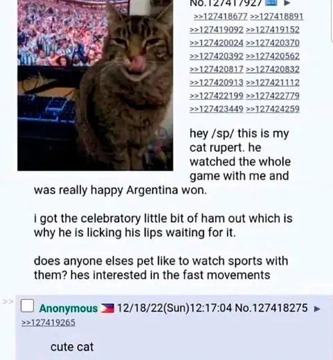 Argentina Cat Watches the Game
