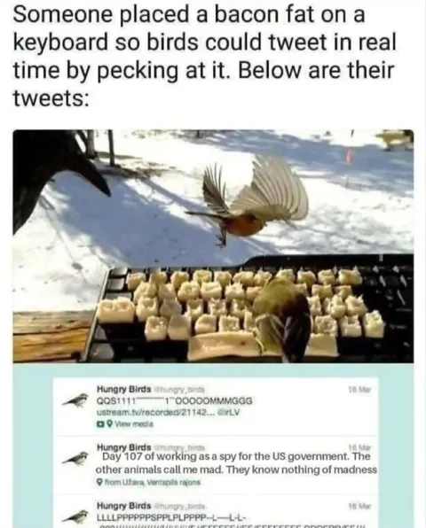 Birds Tweet on a Keyboard