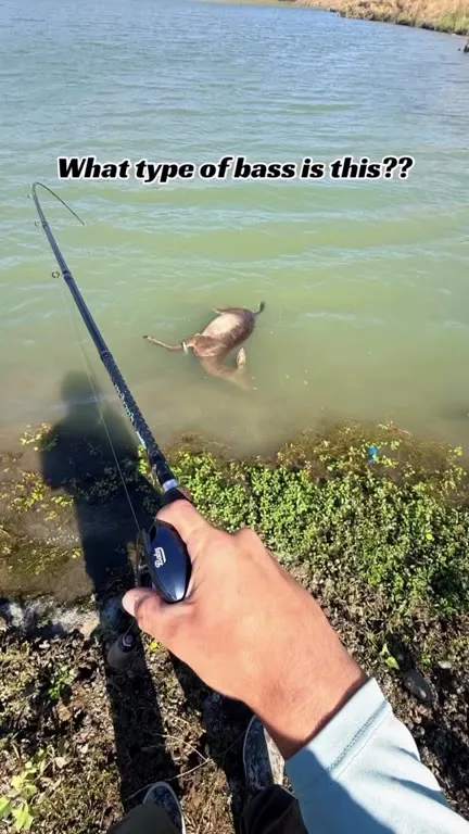 What Type of Bass Is This?