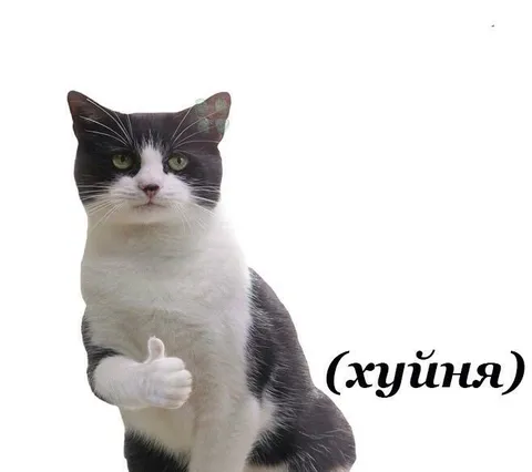 Кот показывает, что это хуйня