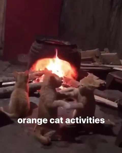 Orange Cats by the Fire