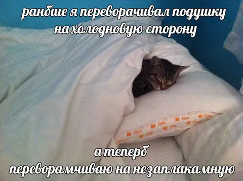Кот и незалапаканная подушка
