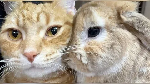 Кот и кролик крупным планом