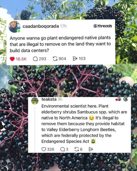 Plant Endangered Native Plants