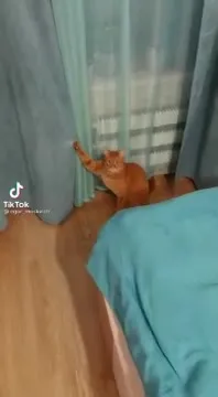 Кот драматично держит штору