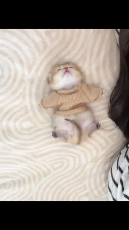 Котёнок в свитере лежит на спине