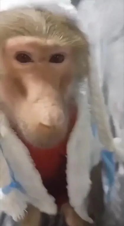 Обезьяна в зимней одежде