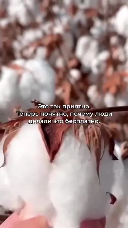 Почему люди делают это бесплатно