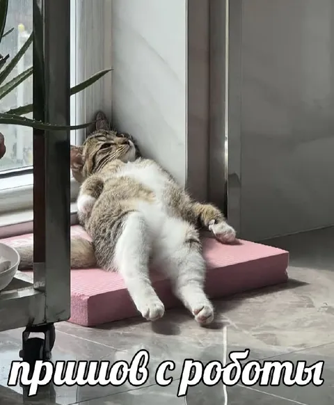 Кот пришов с работы