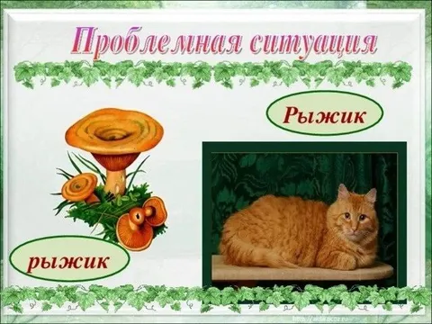 Рыжик: гриб или кот