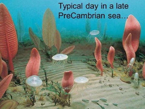 Typical Day in a PreCambrian Sea