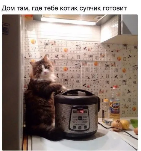 Котик готовит супчик