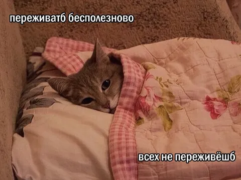 Котик под одеялом переживает