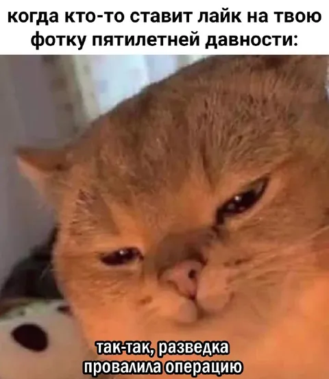Кот после провальной разведки