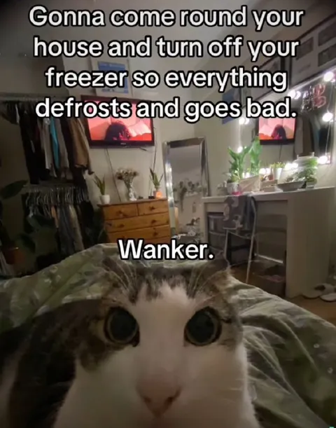 Cat Calls You a Wanker
