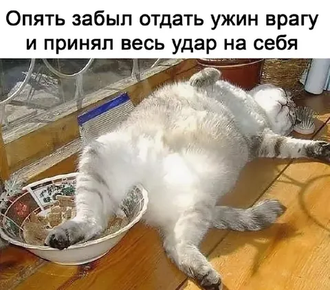 Кот принял весь удар на себя