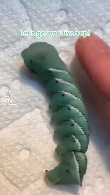 Poor Little Guy Gets Fixed Up