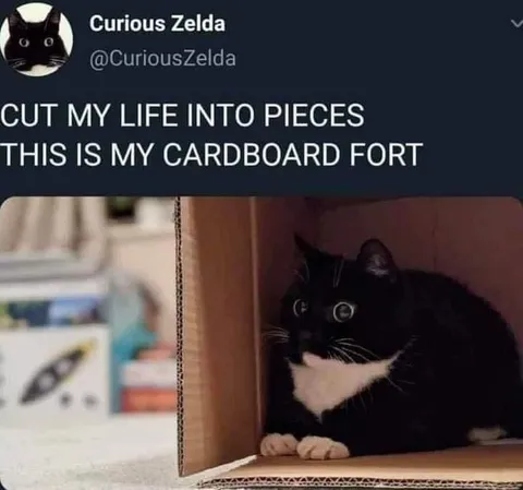 Cat Finds Solace in Cardboard