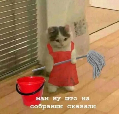 Котёнок после родительского собрания