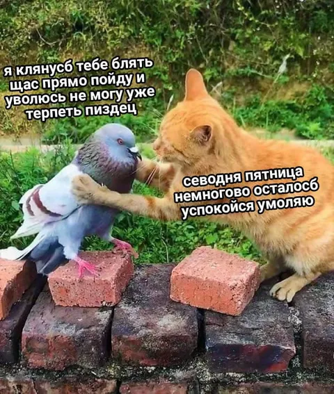 Кот не даёт голубю уволиться