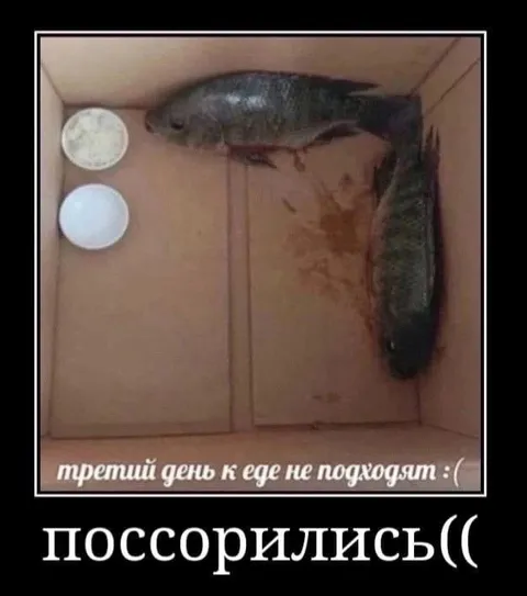 Рыбы третий день не едят