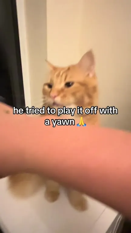 Cat Tries to Hide a Yawn