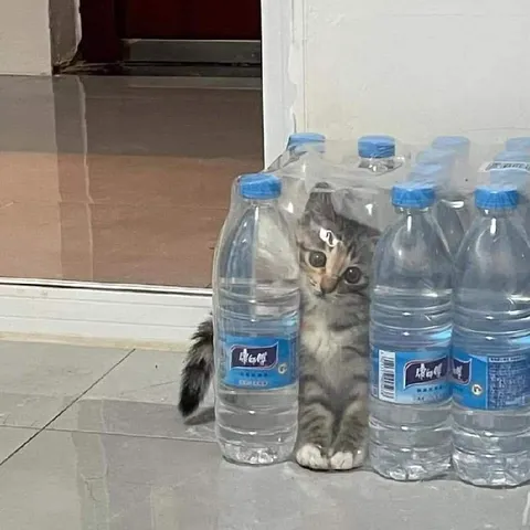Котёнок среди бутылок воды