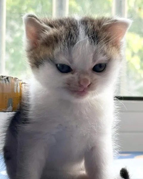 Серьёзный маленький котёнок