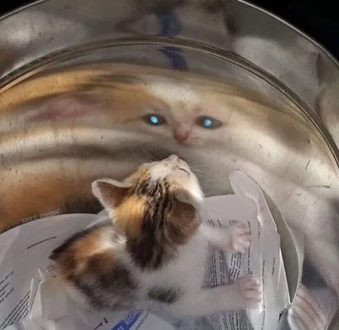 Котёнок смотрит на отражение
