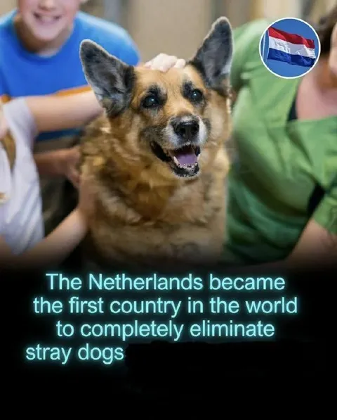 Netherlands Eliminates Stray Dogs