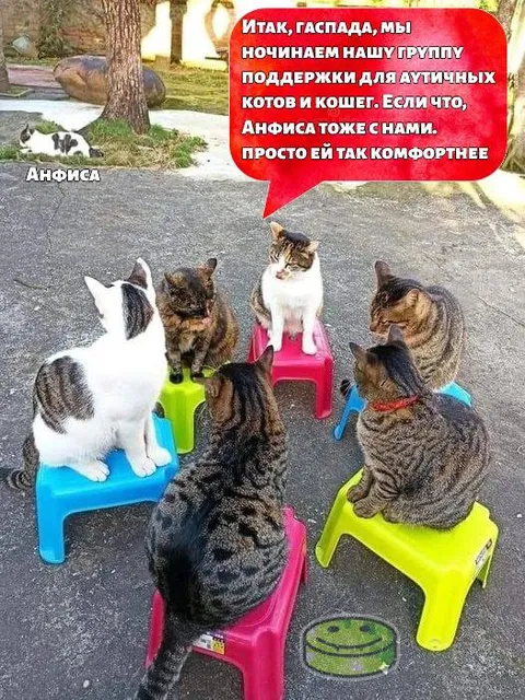 Группа поддержки для аутичных котов
