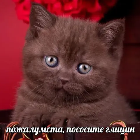 Котёнок просит глицин