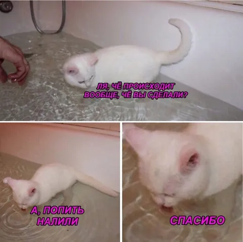 Коту налили попить