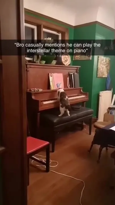 Cat Plays the Interstellar Theme