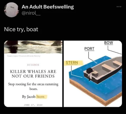 Killer Whales Are Not Our Friends