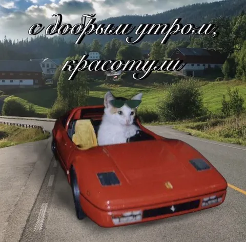 Кот за рулём с утра