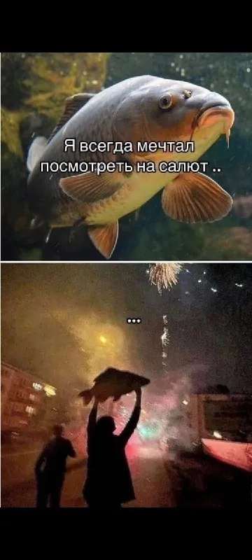 Рыба смотрит на салют